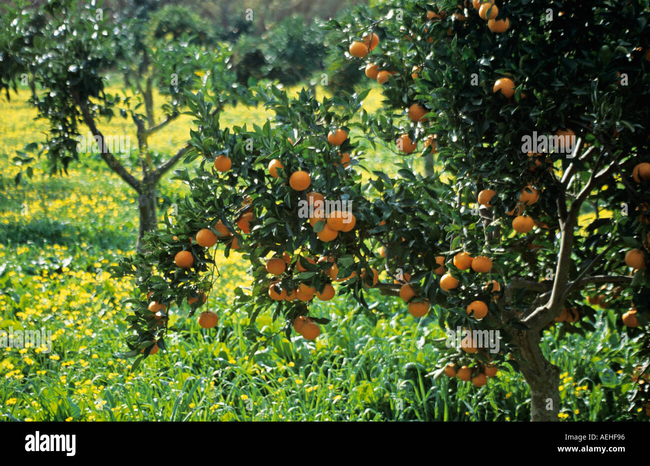 Oranges on Orange tree in Orange grove with yellow wild flowers. Spain