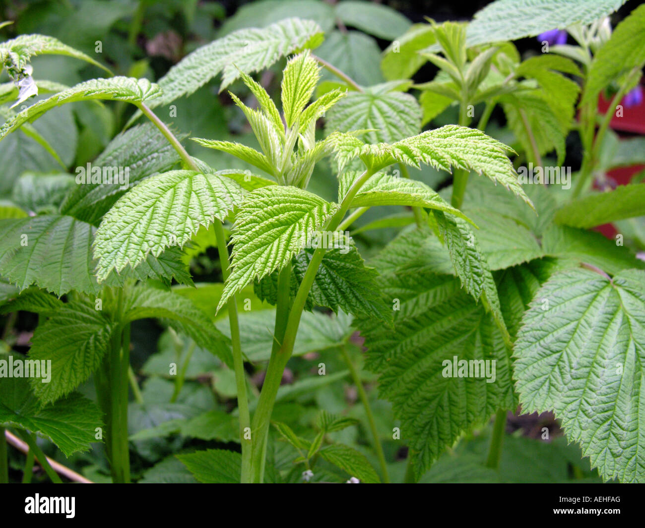 raspberry leaf a natural herbal remedy for menstrual cramps and painful periods Stock Photo Alamy