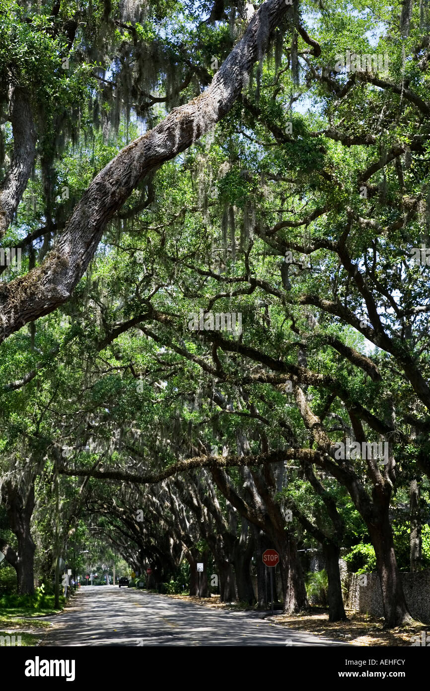 Magnolia avenue in St Augustine florida USA Stock Photo Alamy