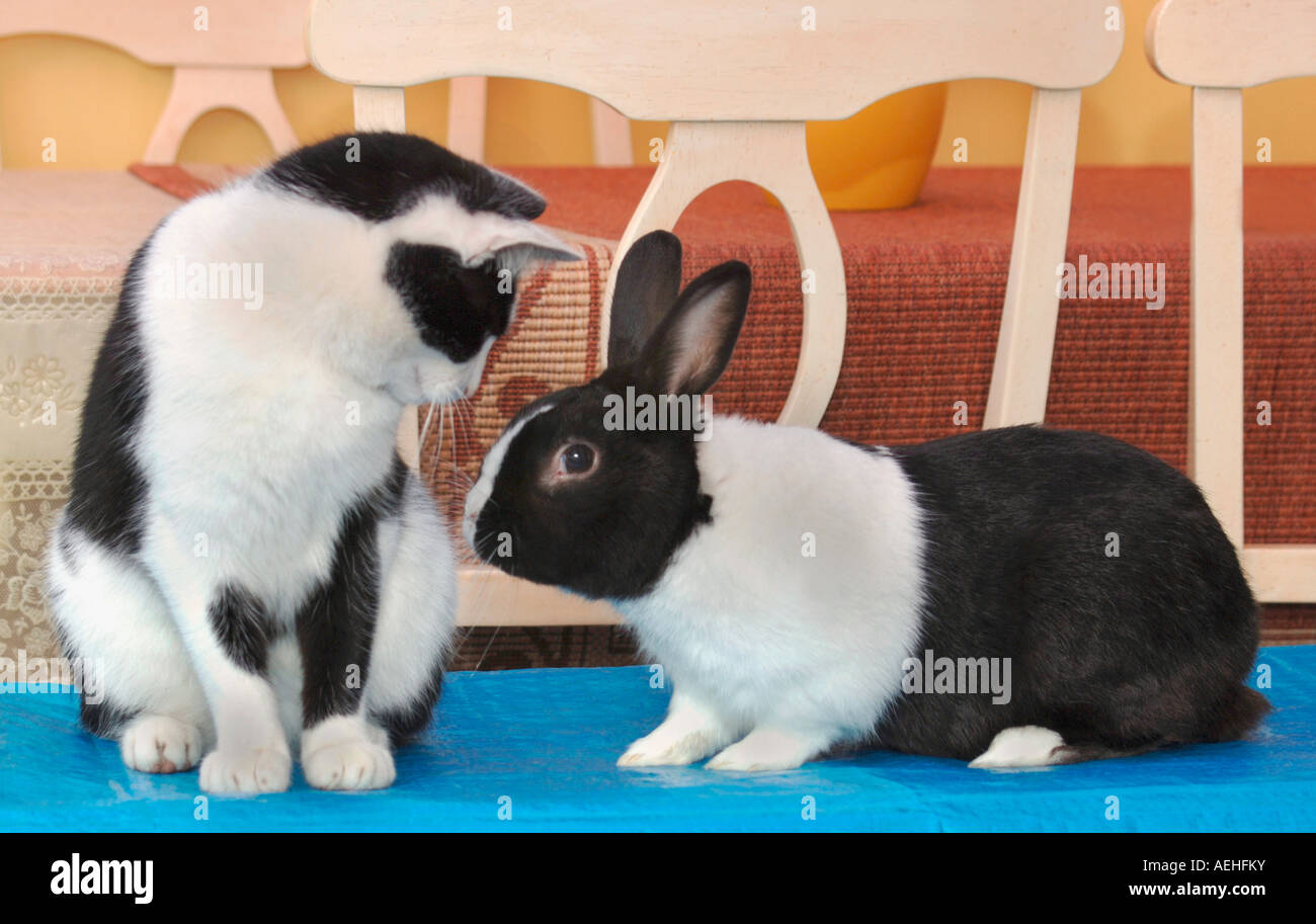 Pet Cat & Rabbit Together Stock Photo Alamy