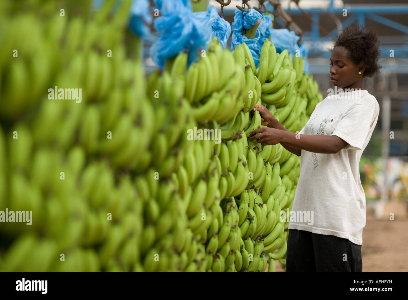 Woman removing dried flowers from bunches of bananas on plantation in