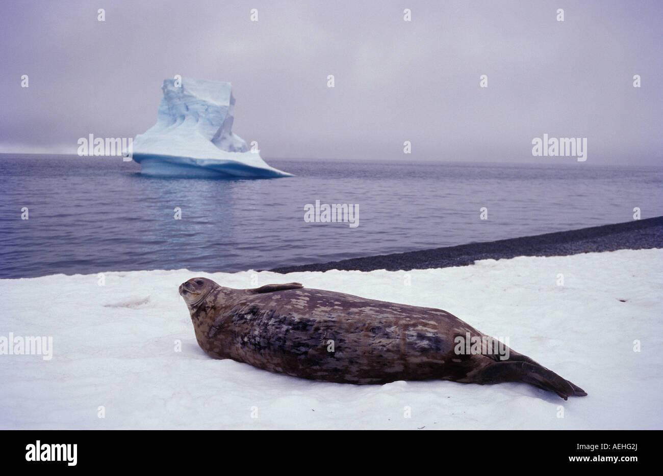 Weddell Seal Leptonychotes weddelli Antarctica Stock Photo