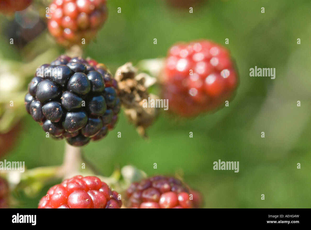 Rubus fruiticosus hi-res stock photography and images - Alamy