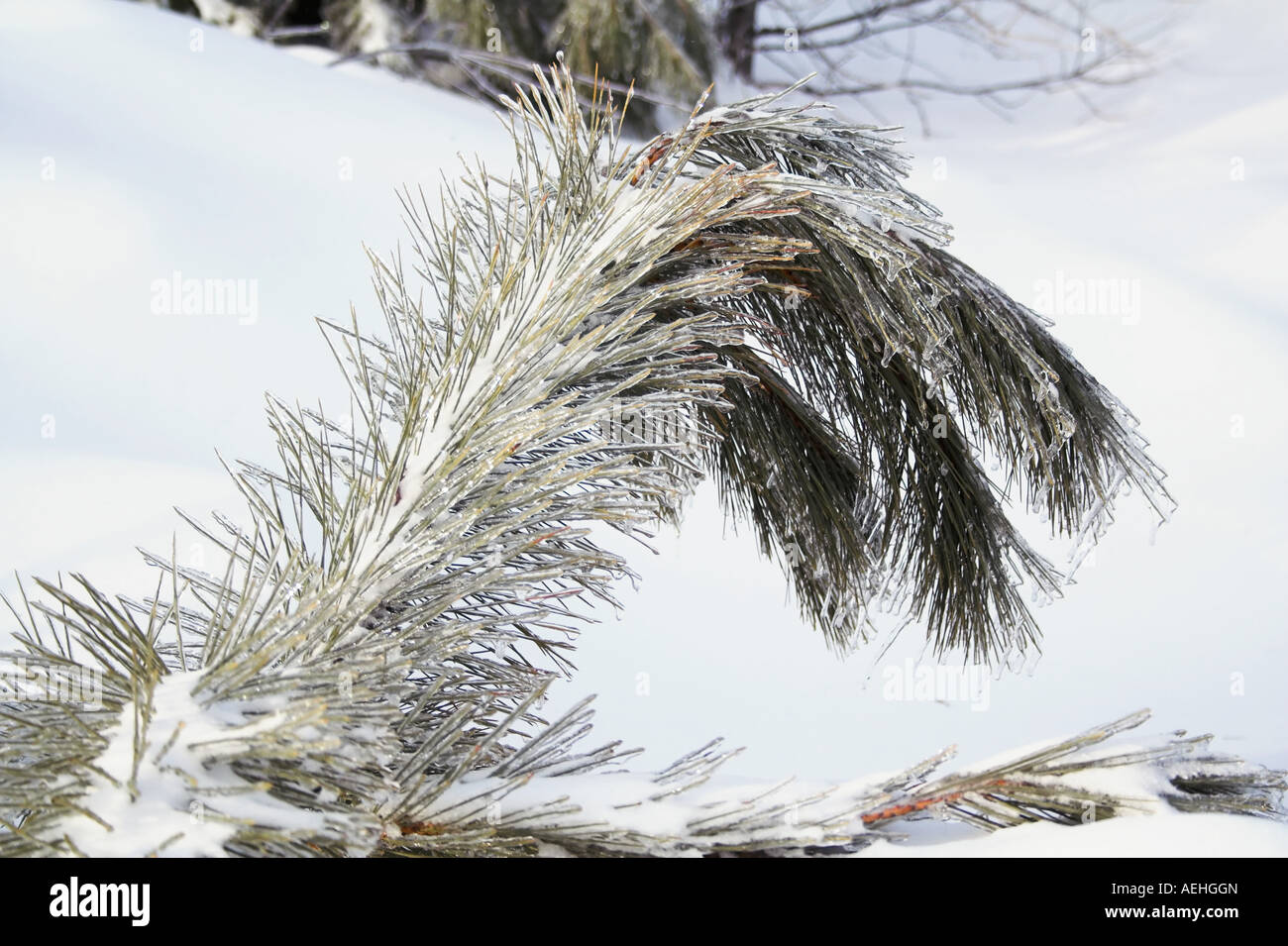 Ice covered pine branch Stock Photo - Alamy