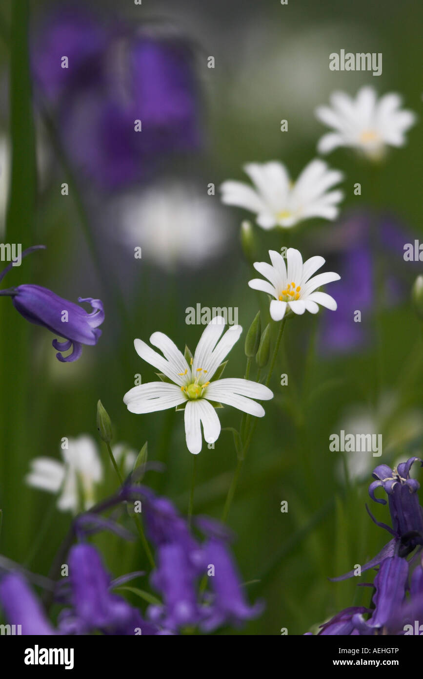 White flowers stitchwort hi-res stock photography and images - Alamy