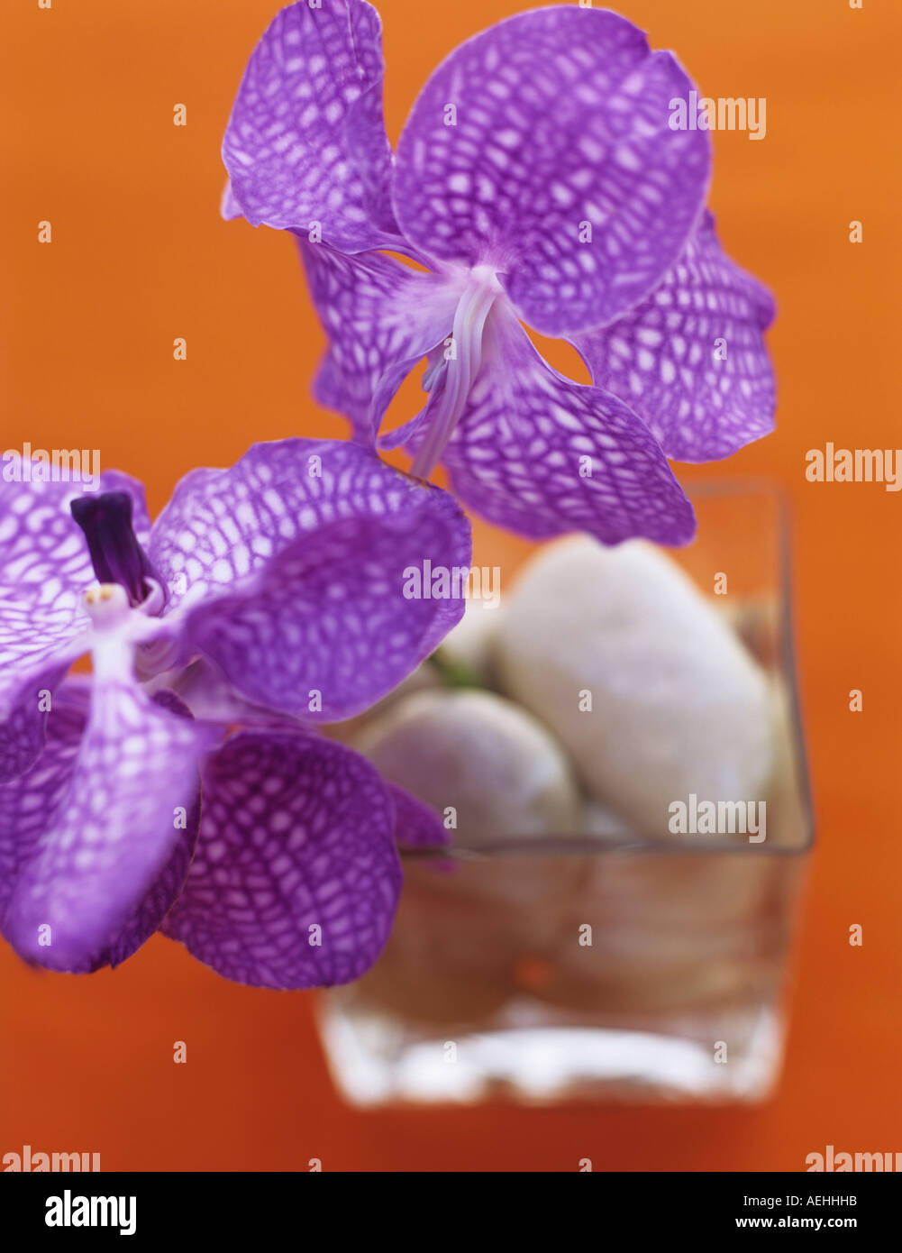 Chequered orchids, close-up Stock Photo