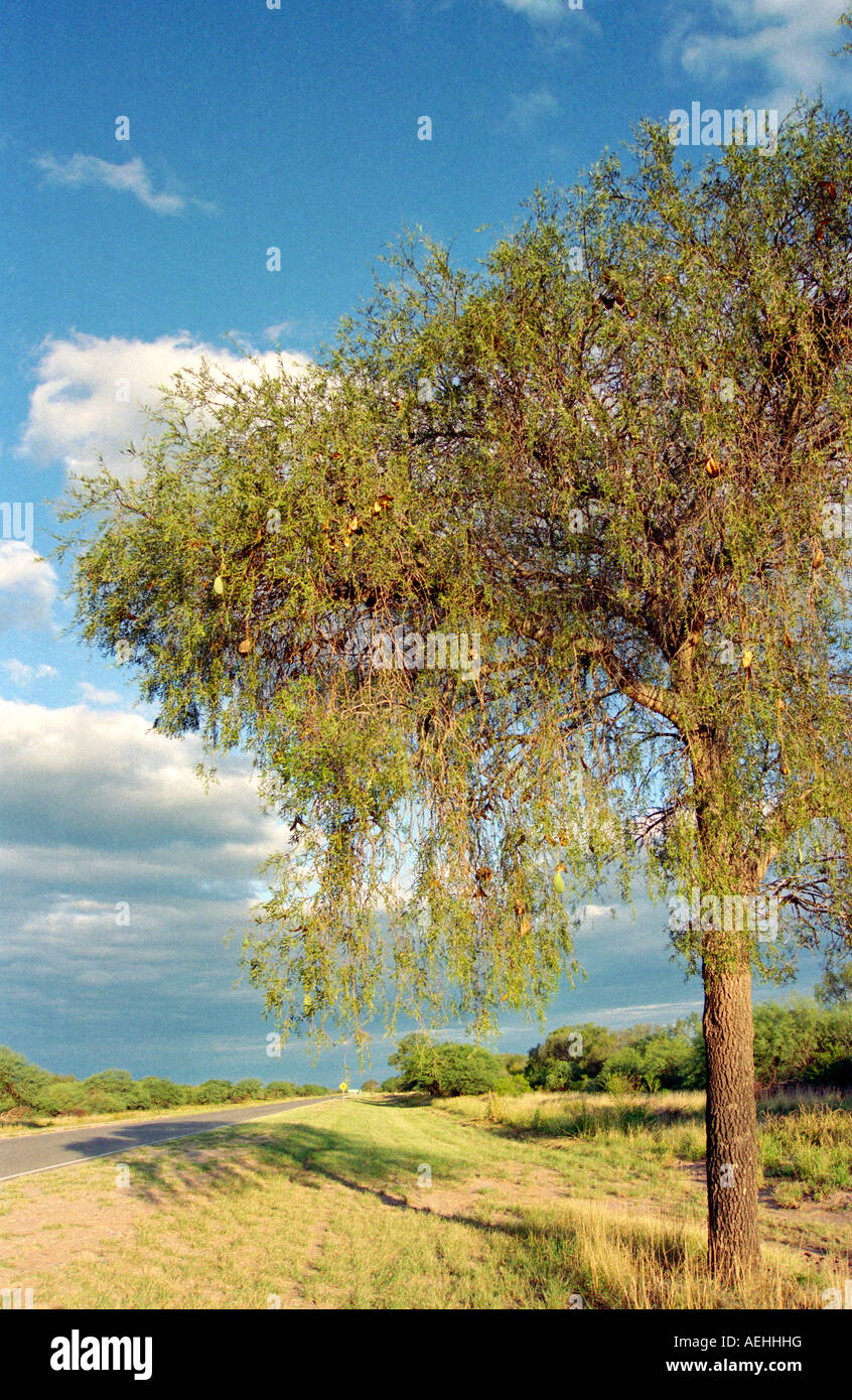 Lonely Quebracho-blanco tree (Aspidosperma quebracho-blanco) in a roadside near Cruz del Eje Village, Córdoba, Argentina Stock Photo