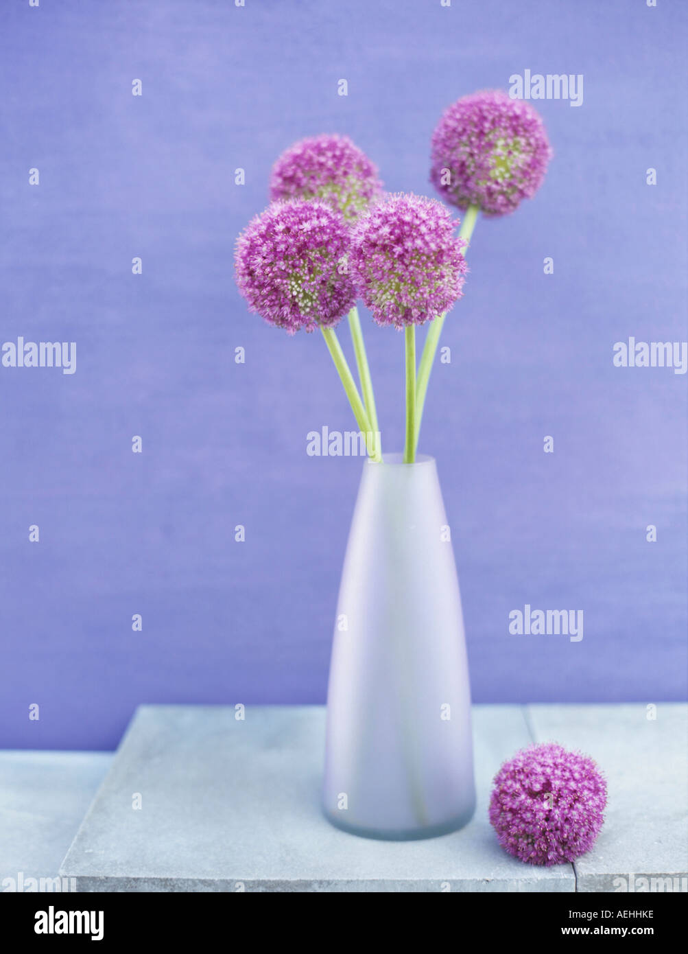 Pink onion flower heads hi-res stock photography and images - Alamy