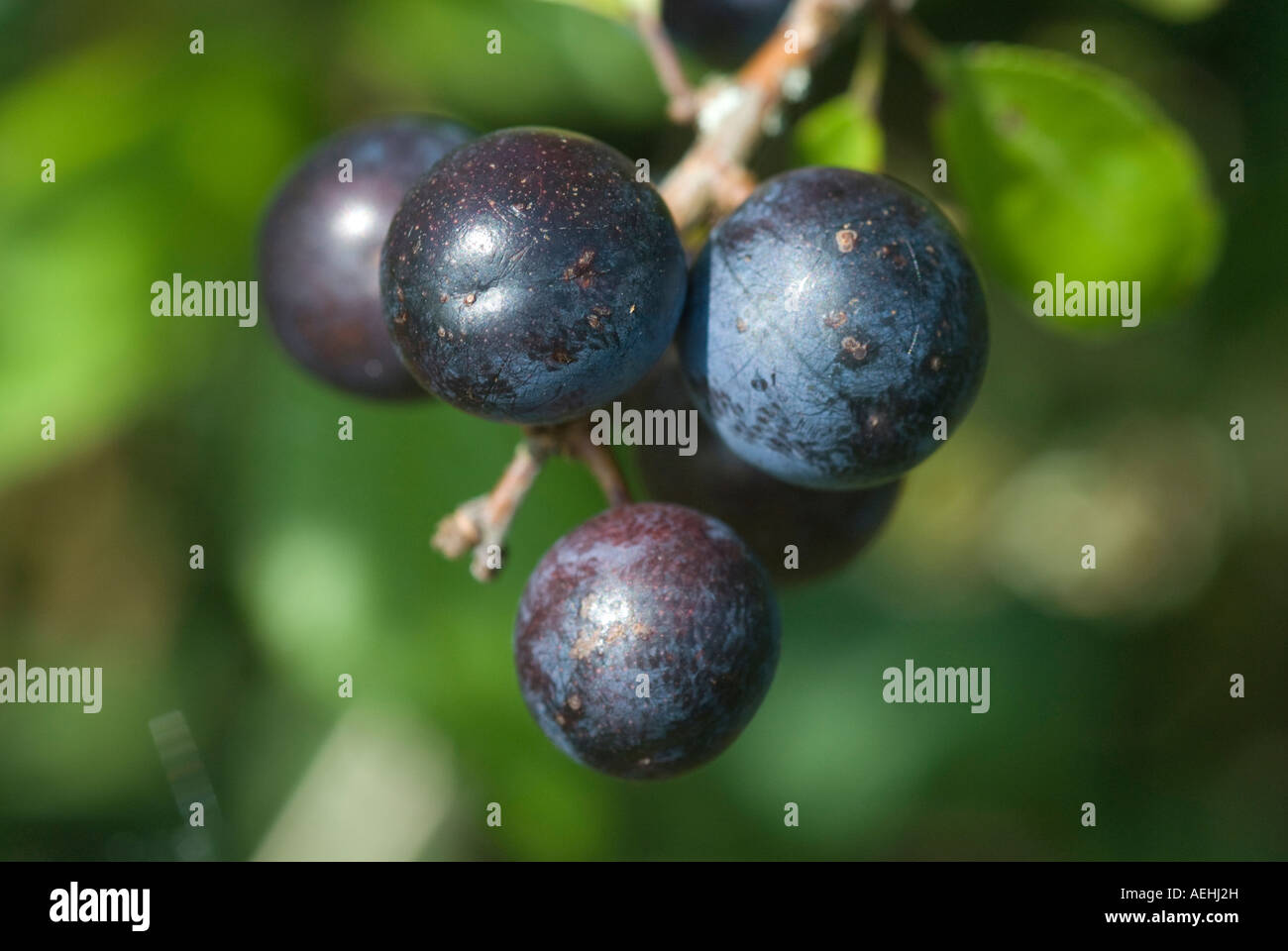 Black Berries Stock Photo