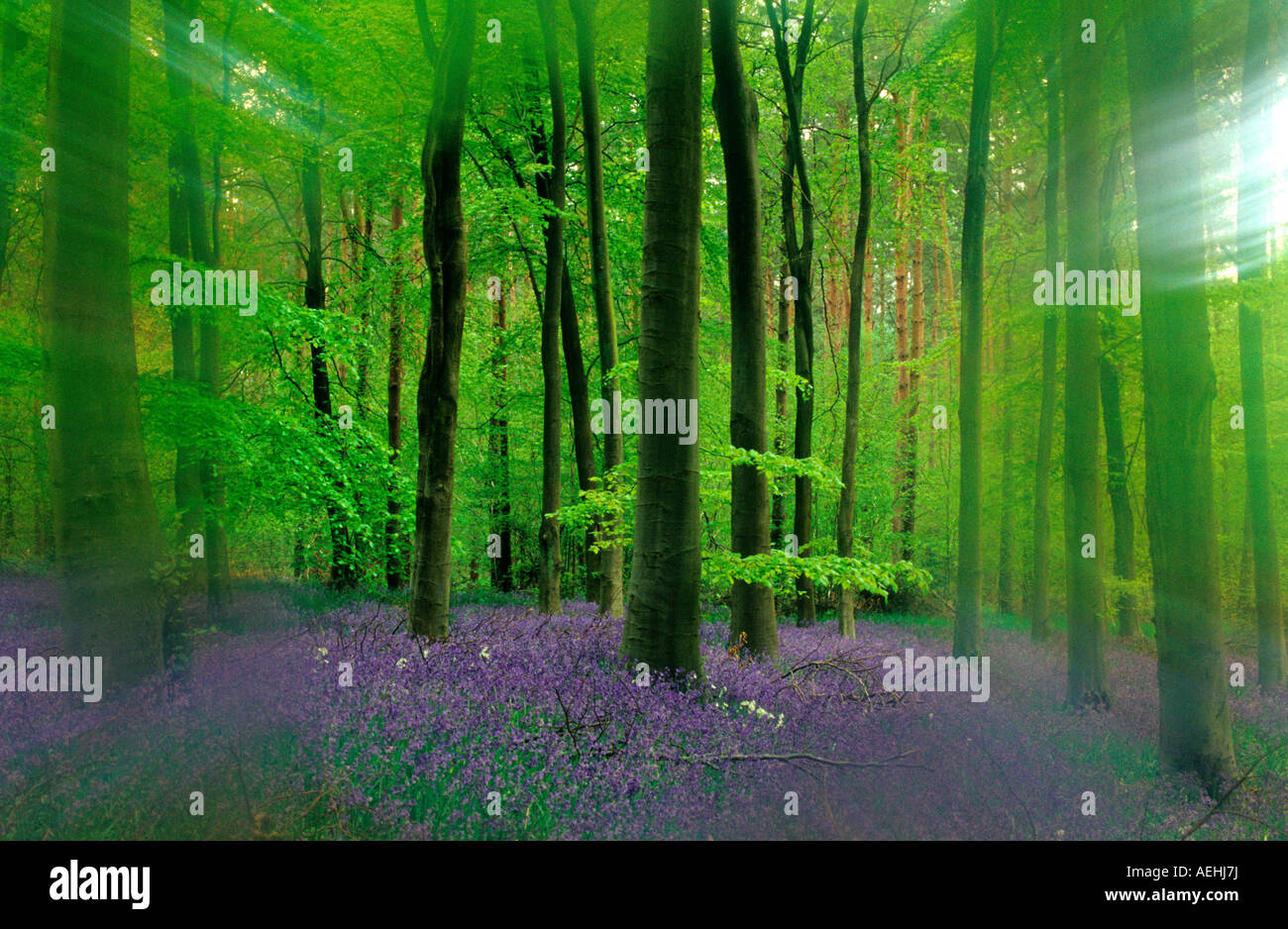 Bluebell Woods Micheldever Hampshire England UK Stock Photo