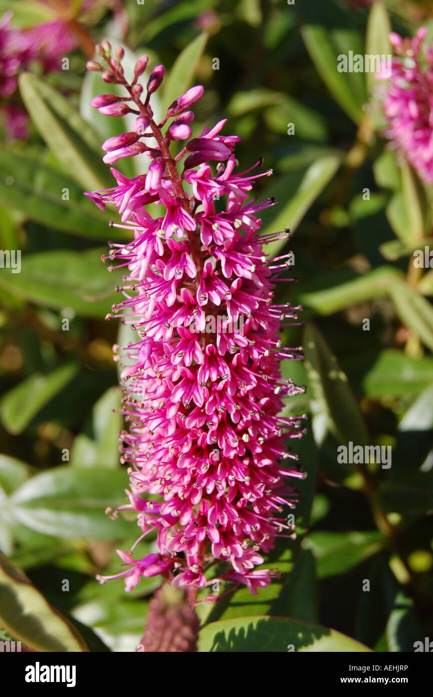 Hebe Great Orme Plant Flower Pink Stock Photo