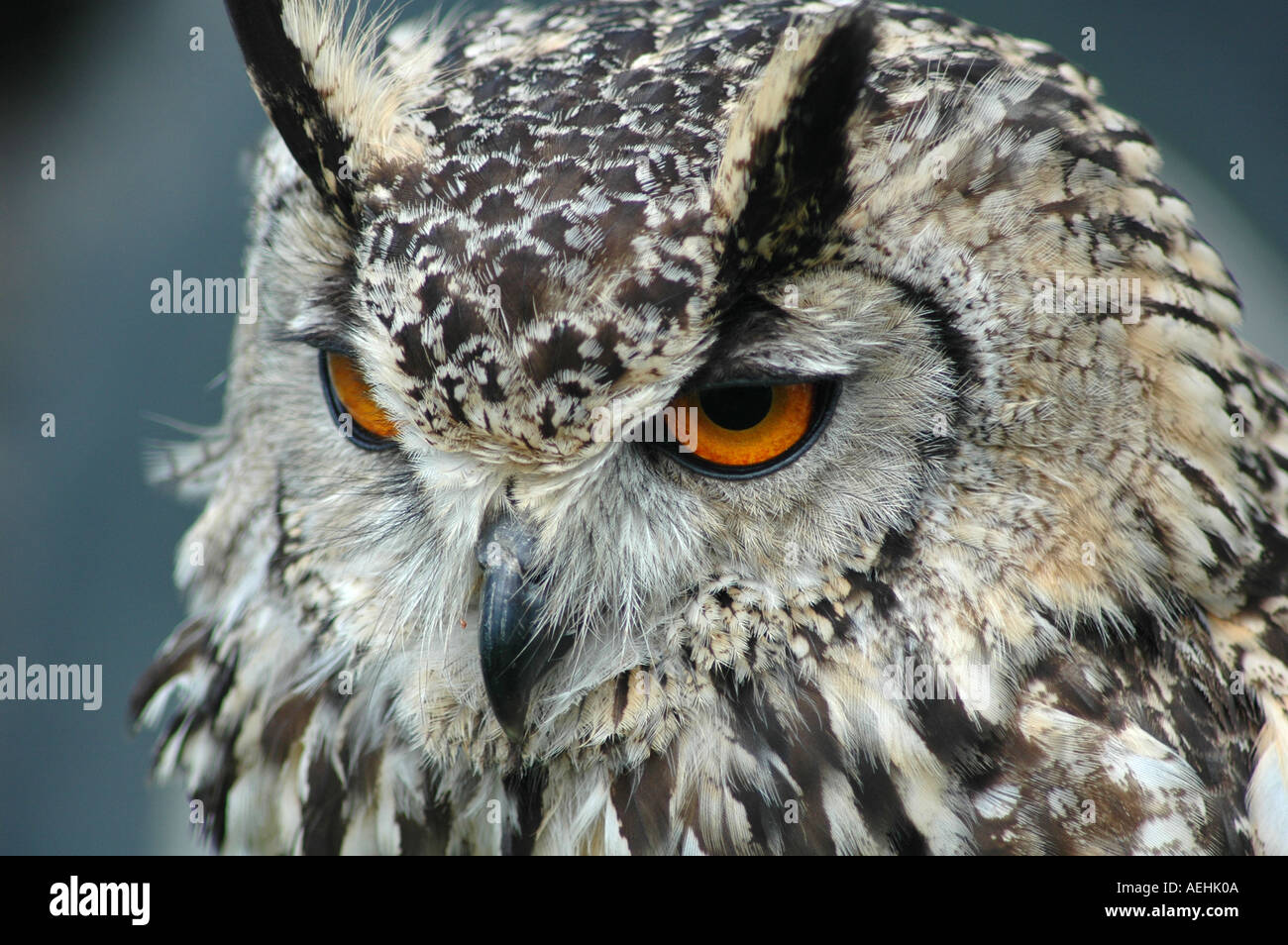 mc0265 Bengal Eagle Owl 07 Stock Photo