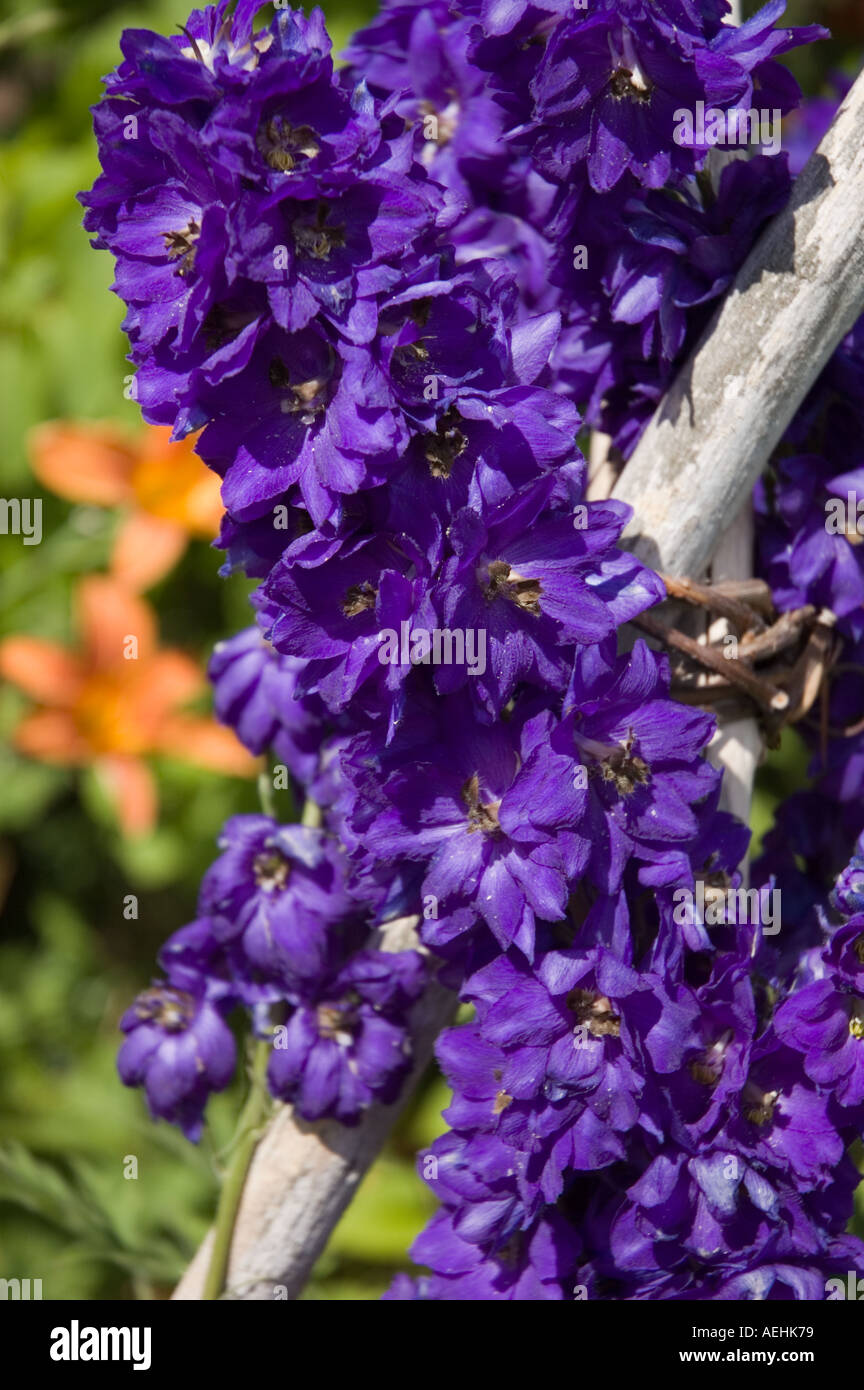 purple flowers with fencerow Stock Photo