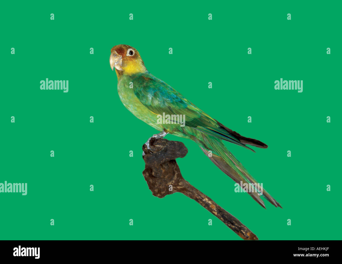 Carolina Parakeet Stock Photo