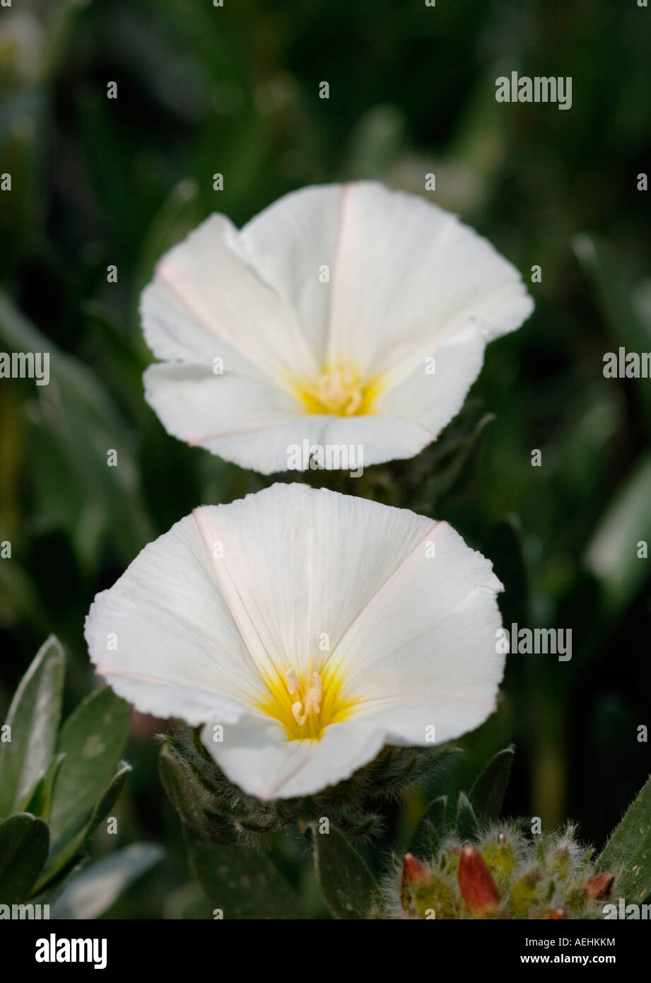 Convolvulus Sepium Flowers. Stock Photo