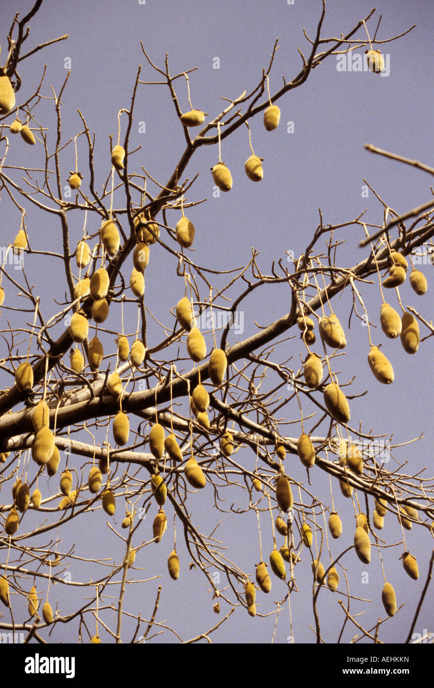 Pod Baobab Fruit High Resolution Stock Photography And Images Alamy