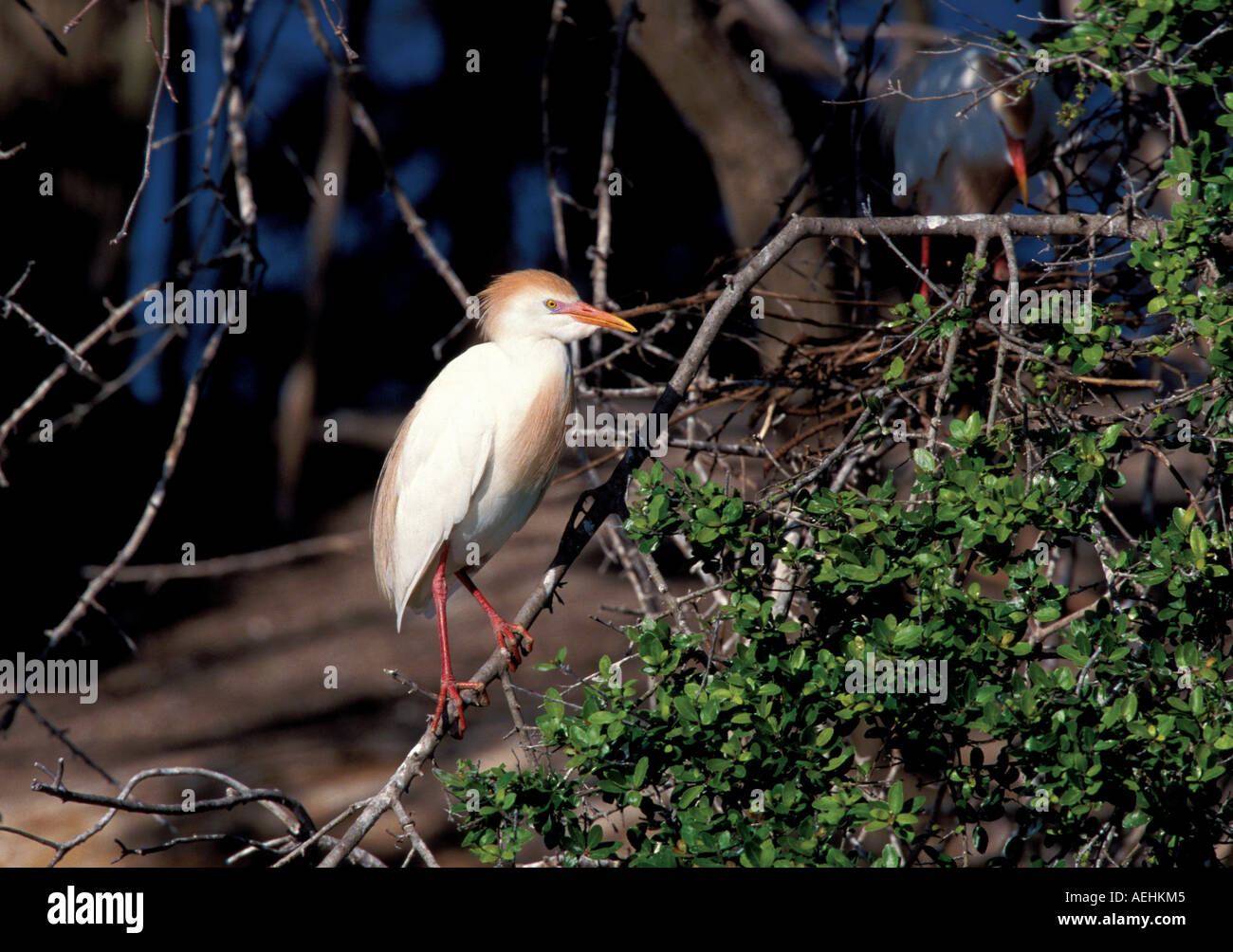 Cattle Egret Stock Photo