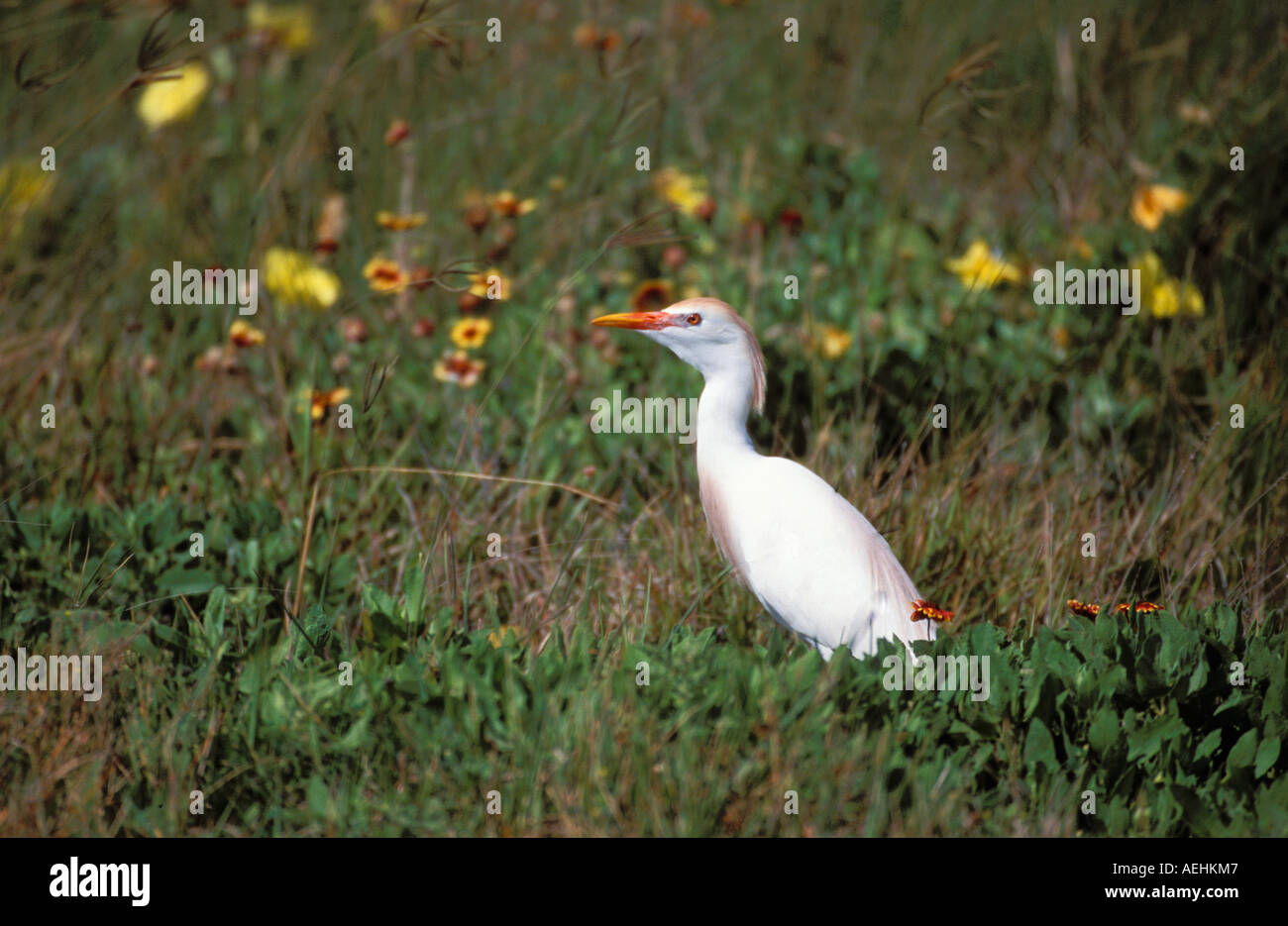 Cattle Egret Stock Photo
