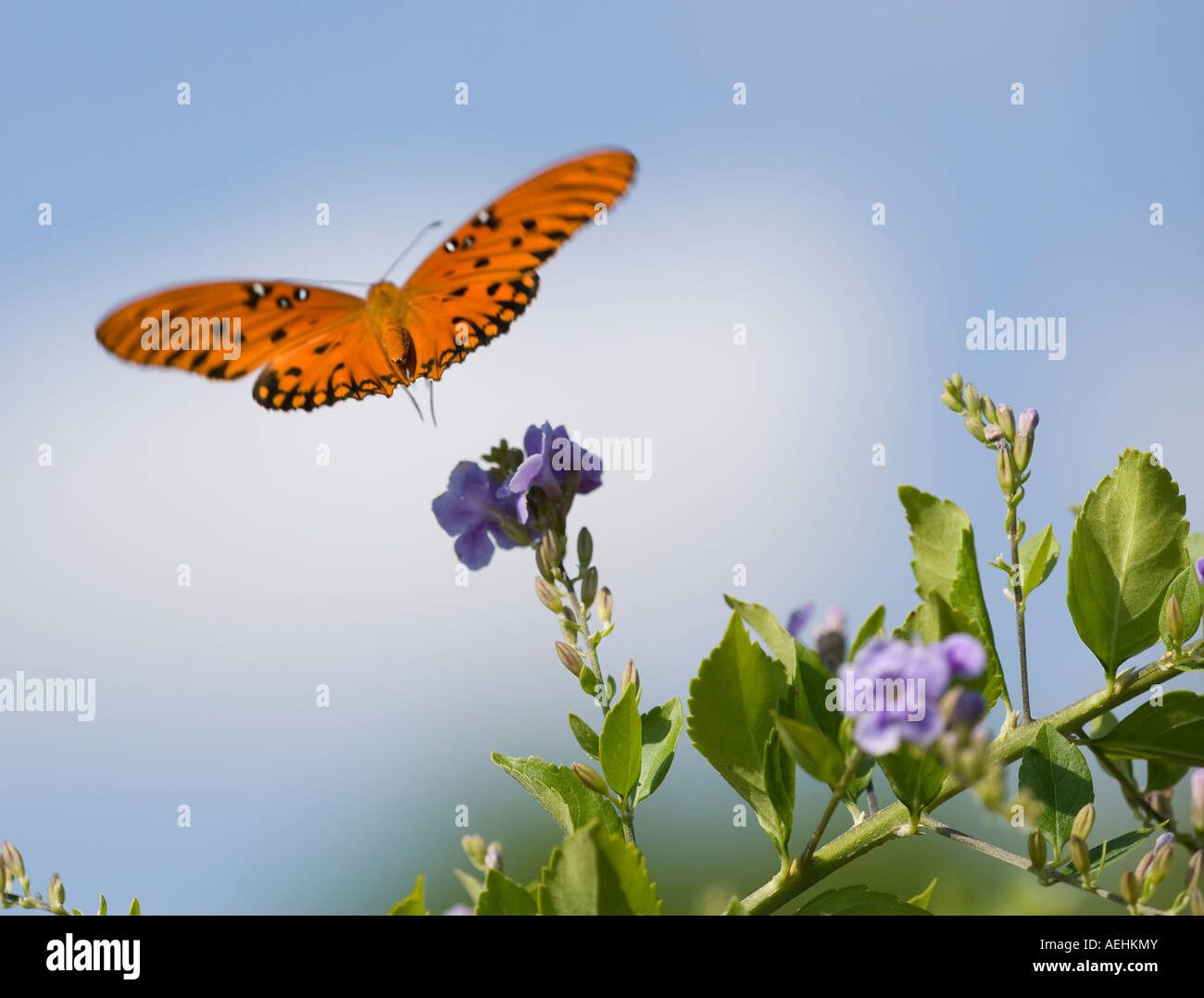 Butterfly flying into the blurry distance Stock Photo Alamy