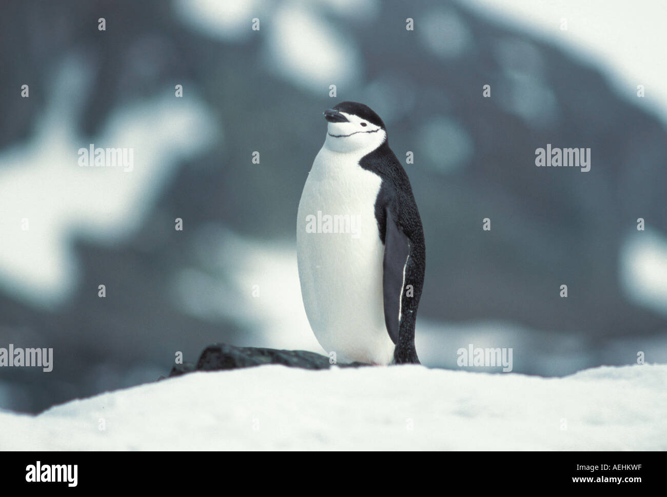 Chinstrap Penguin Stock Photo