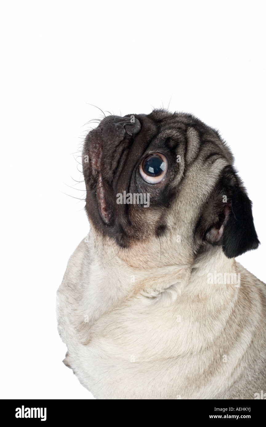 A sitting pug isolated on white Stock Photo - Alamy