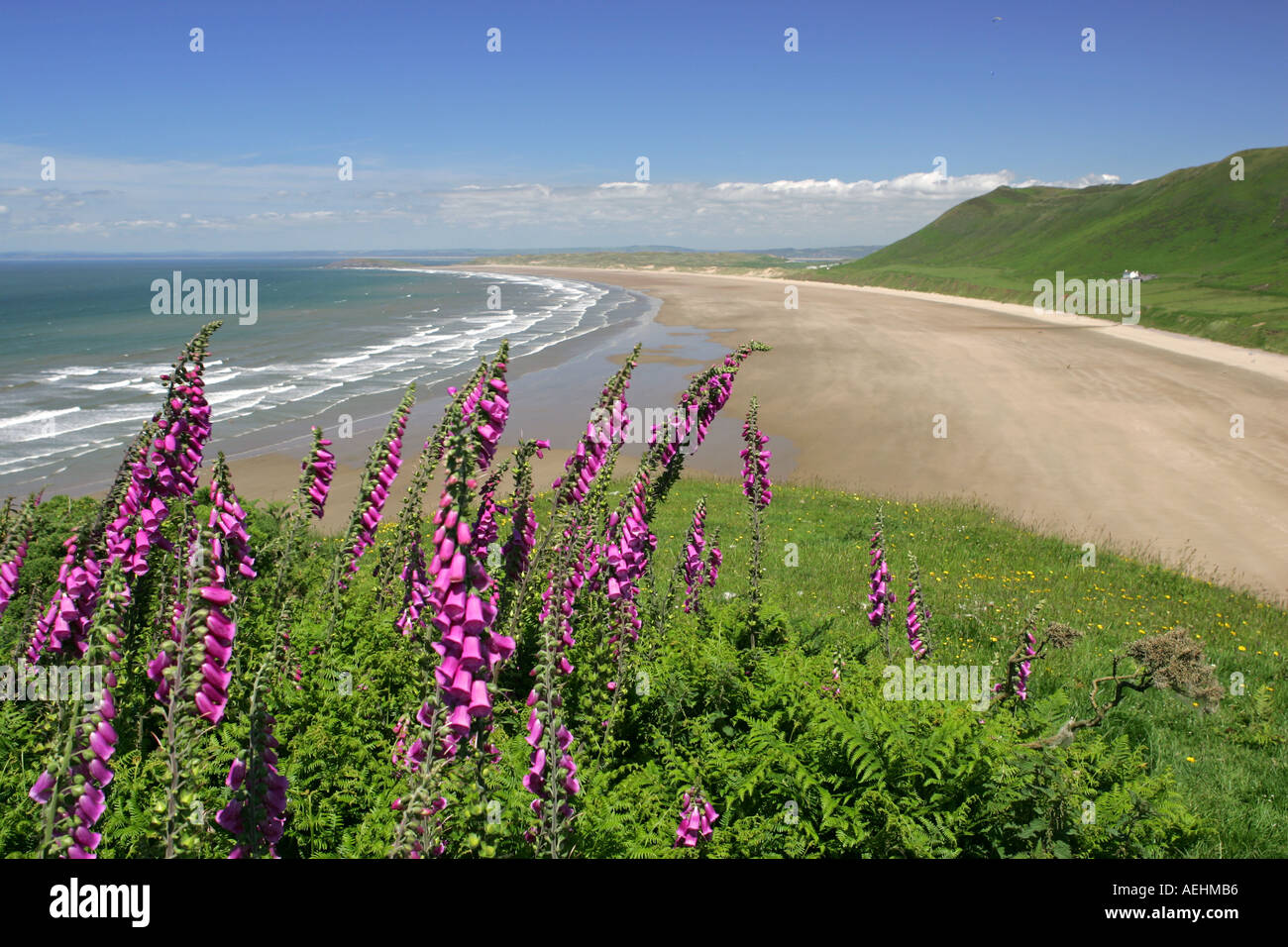 Wild vibrant pink foxglove flowers grow on the cliff top overlooking
