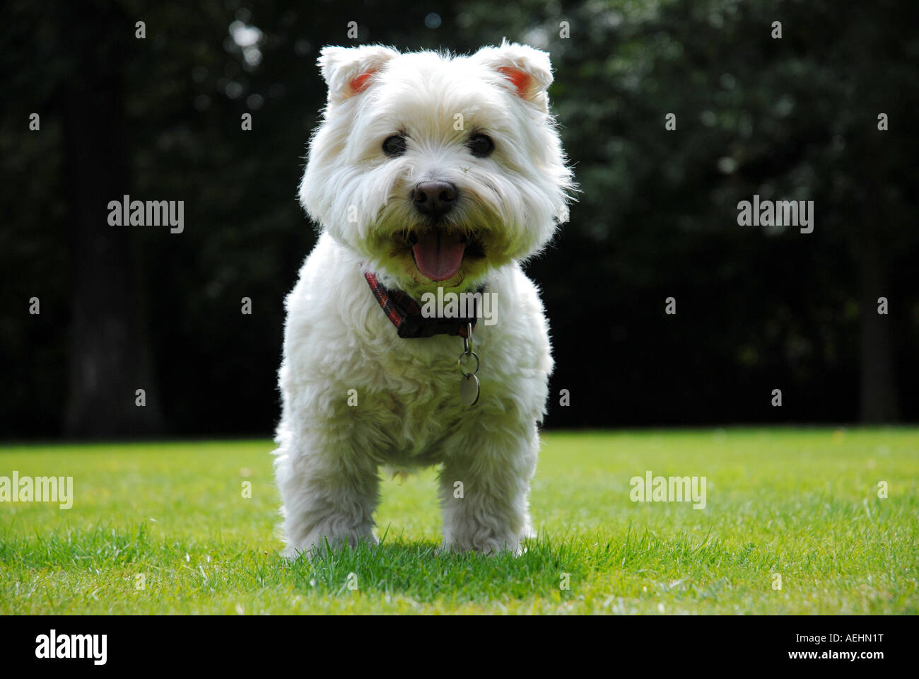 West Highland Terrier dog Stock Photo