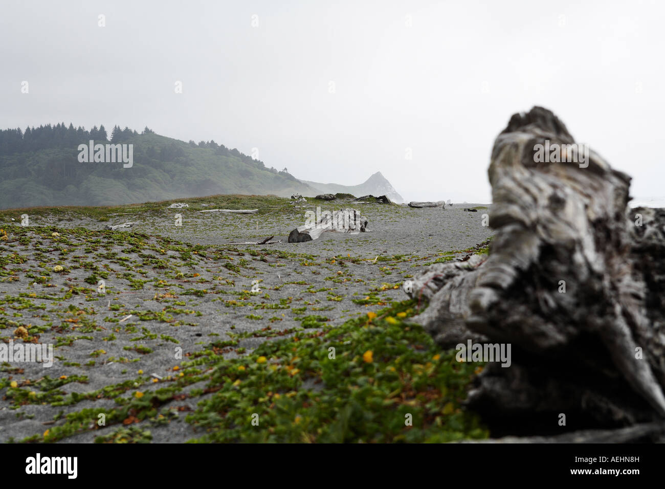 Driftwood in Redwoods National and State Parks, Northern California USA Stock Photo