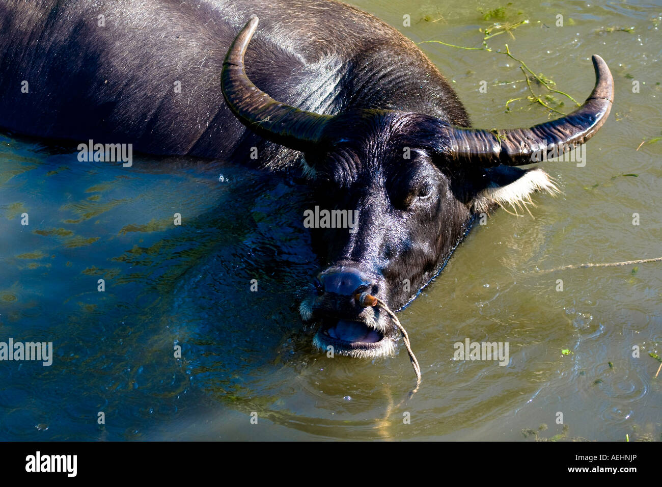 Water Buffalo in Water Ancient Huizhou Style Chinese Village Xidi China Stock Photo