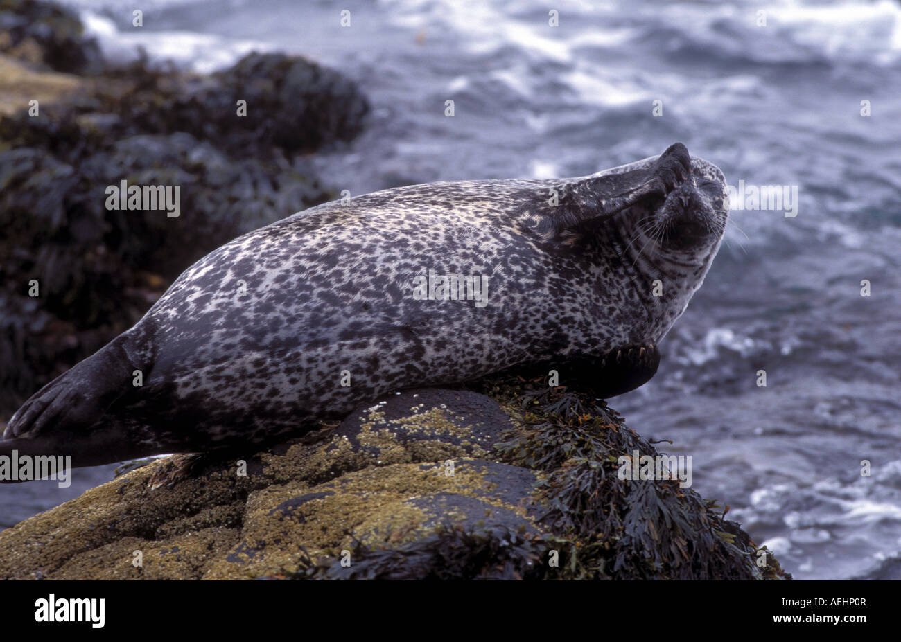 Hooded Seal Cystophora cristata female Vatnses Peninsula Iceland Stock Photo