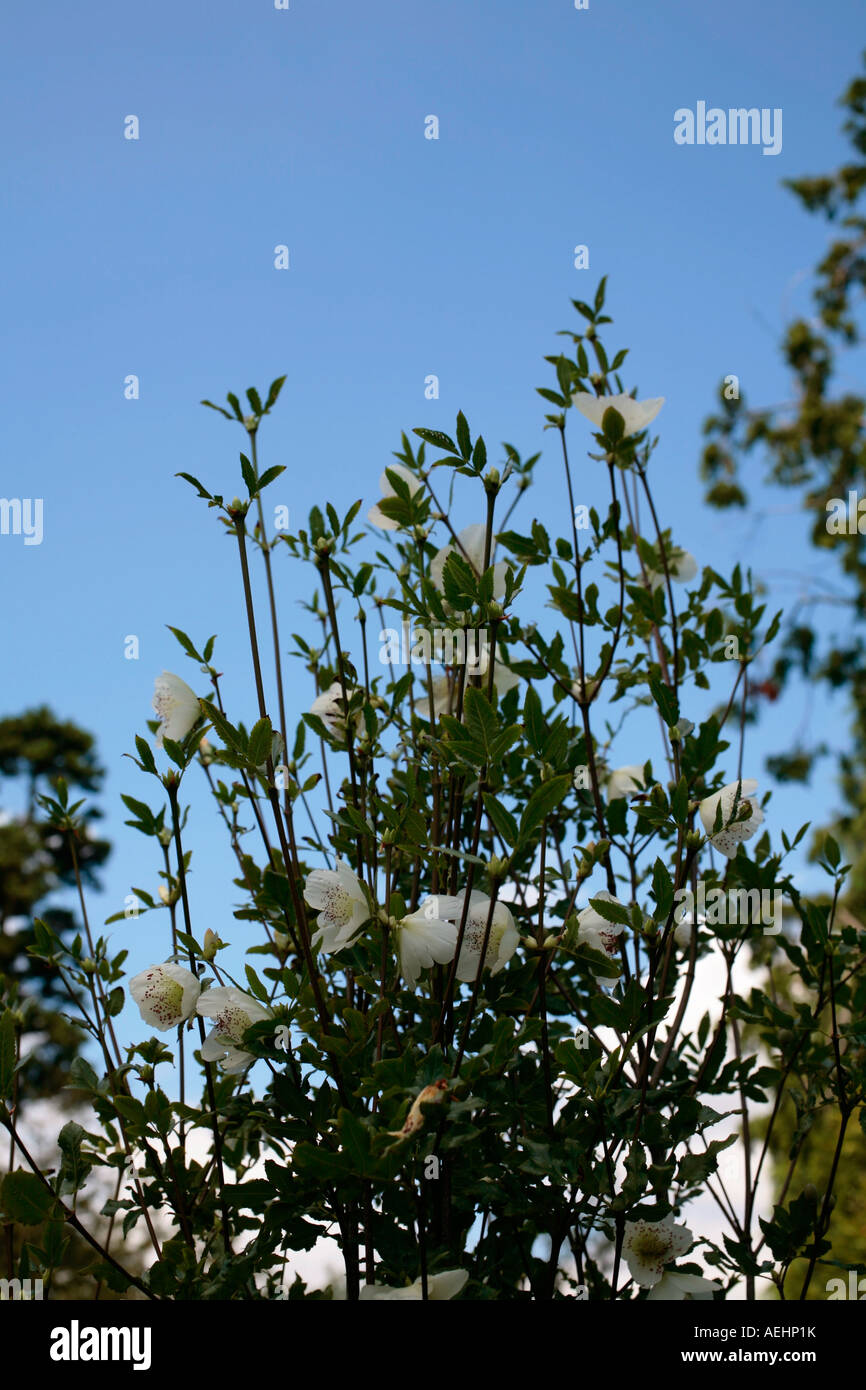 White flowers of the Eucryphia glutinosa against a blue sky in late summer Stock Photo
