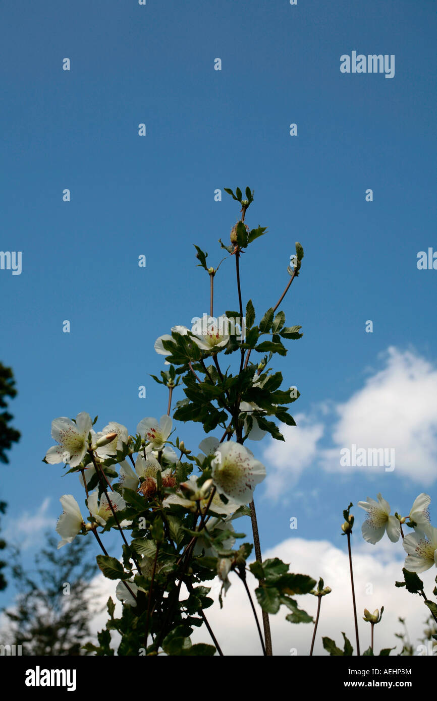 White flowers of the Eucryphia glutinosa against a blue sky in late summer Stock Photo