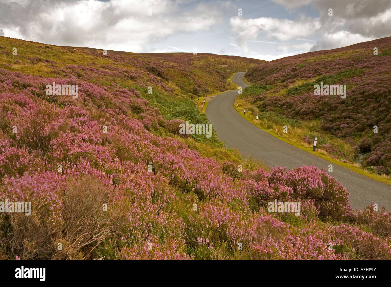 Heather, Erica sp.,[Trough of Bowland] August, Lancashire Stock Photo