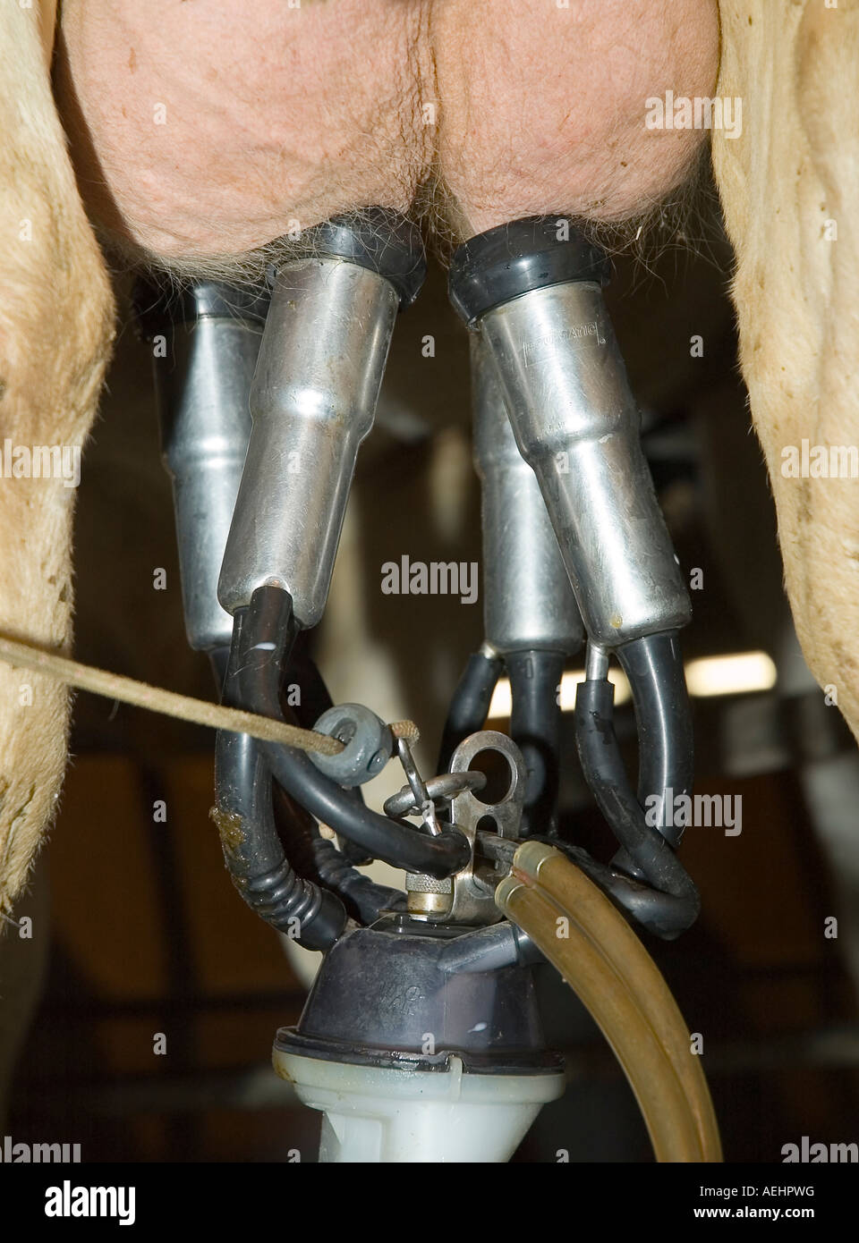 Modern UK dairy farm - Milking station on a rotary parlour Stock Photo