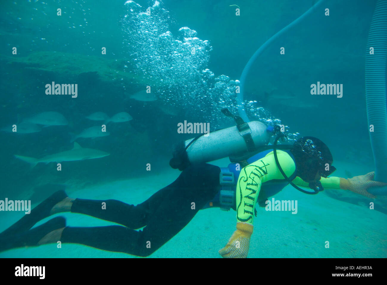 Bahamas Paradise Island scuba diver cleaning aquarium at Atlantis
