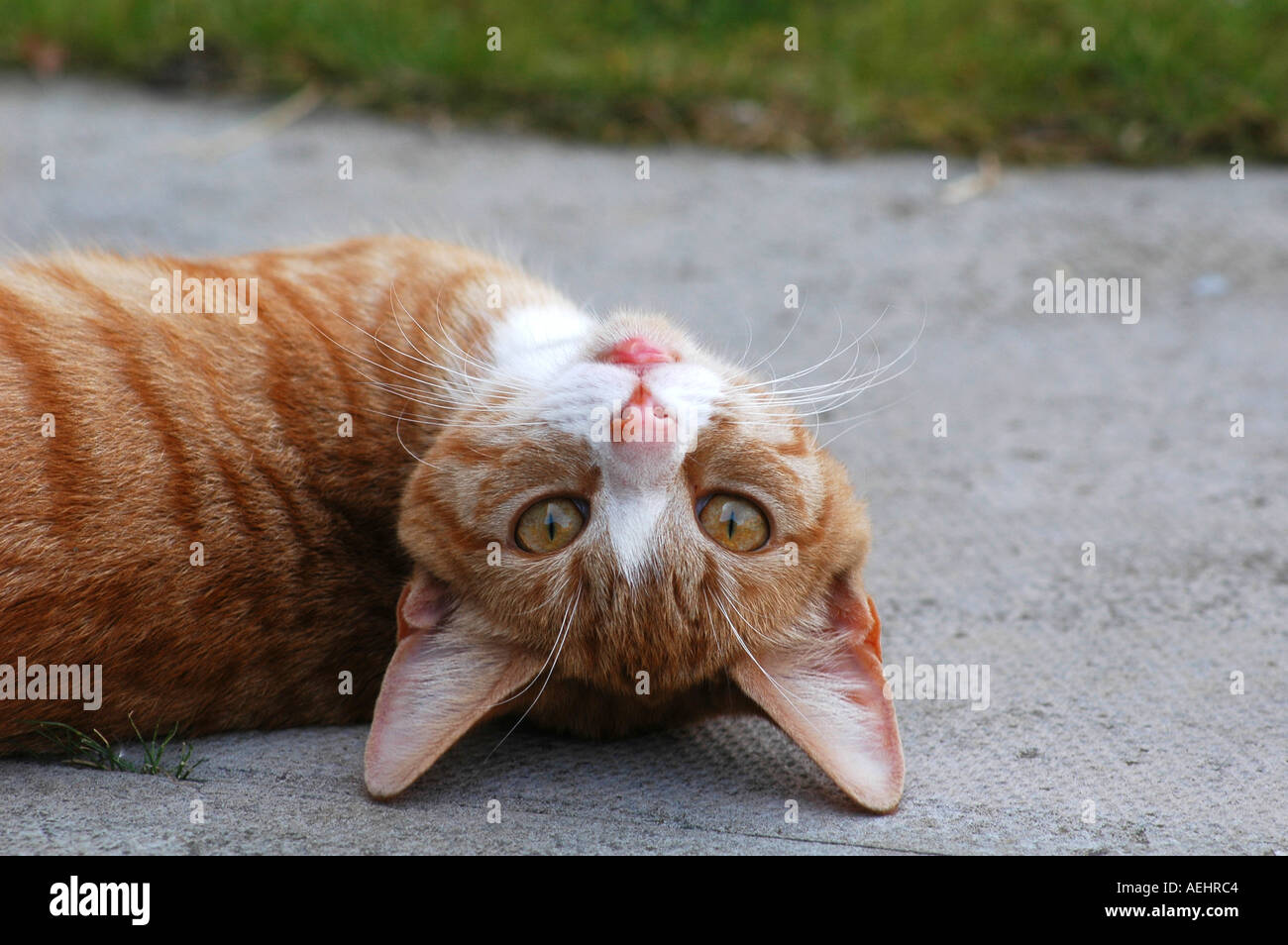 Mc0247 Ginger Cat Lying Upside Down Stock Photo - Alamy