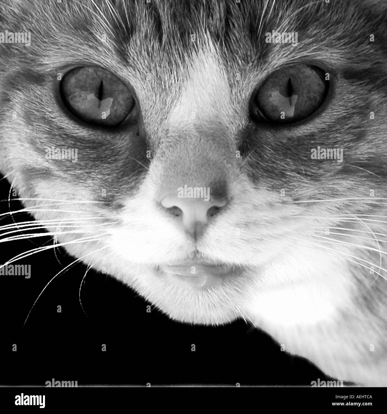 Mc0234 Cat Face In Black And White Stock Photo
