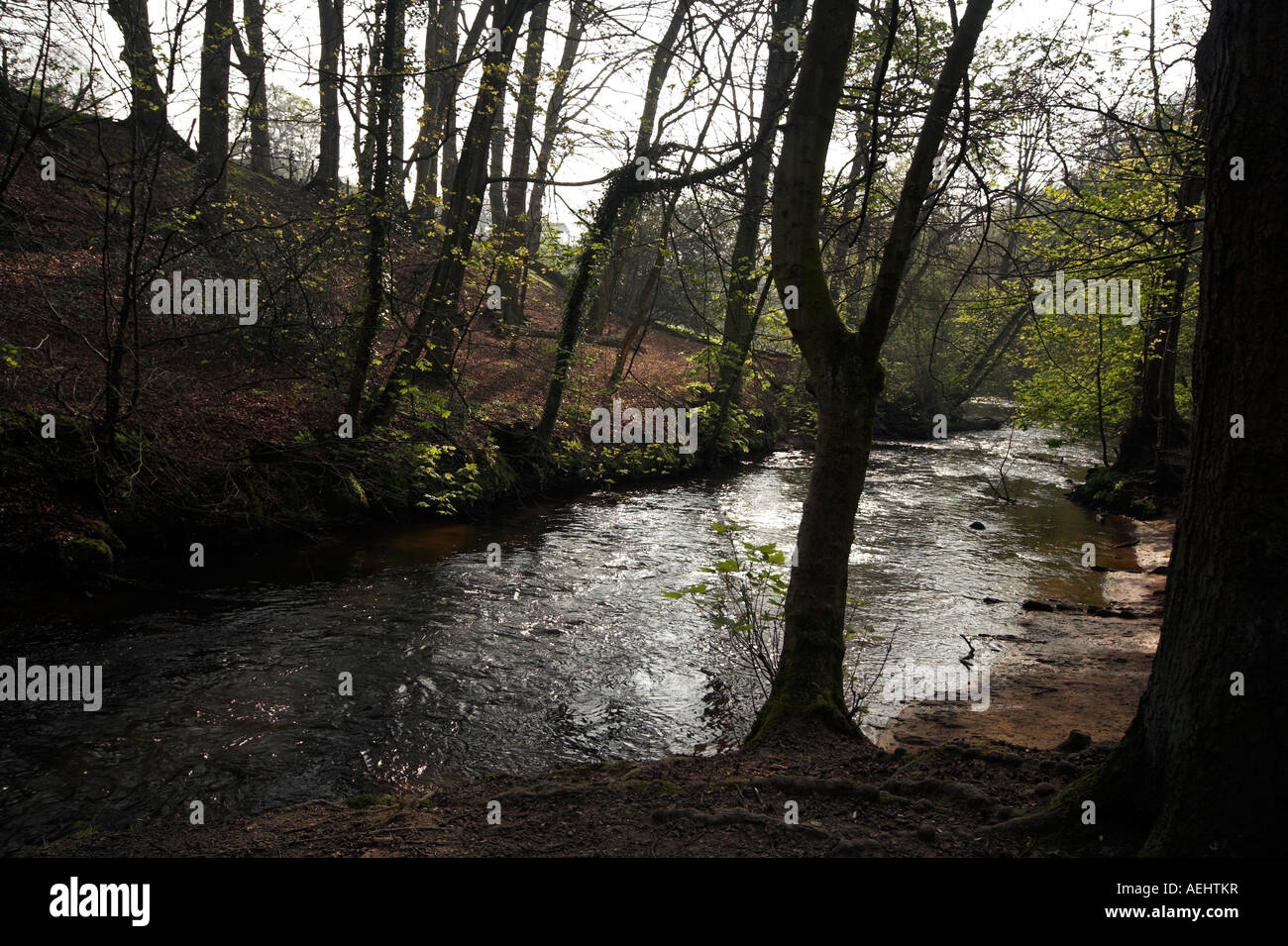 Styal Woods, River Bollin, The Bollin Valley, Wilmslow, Cheshire, UK