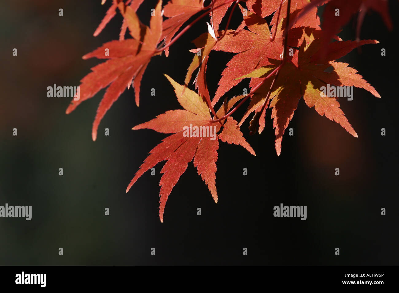 Red leaves momiji japanese maple hi-res stock photography and images ...