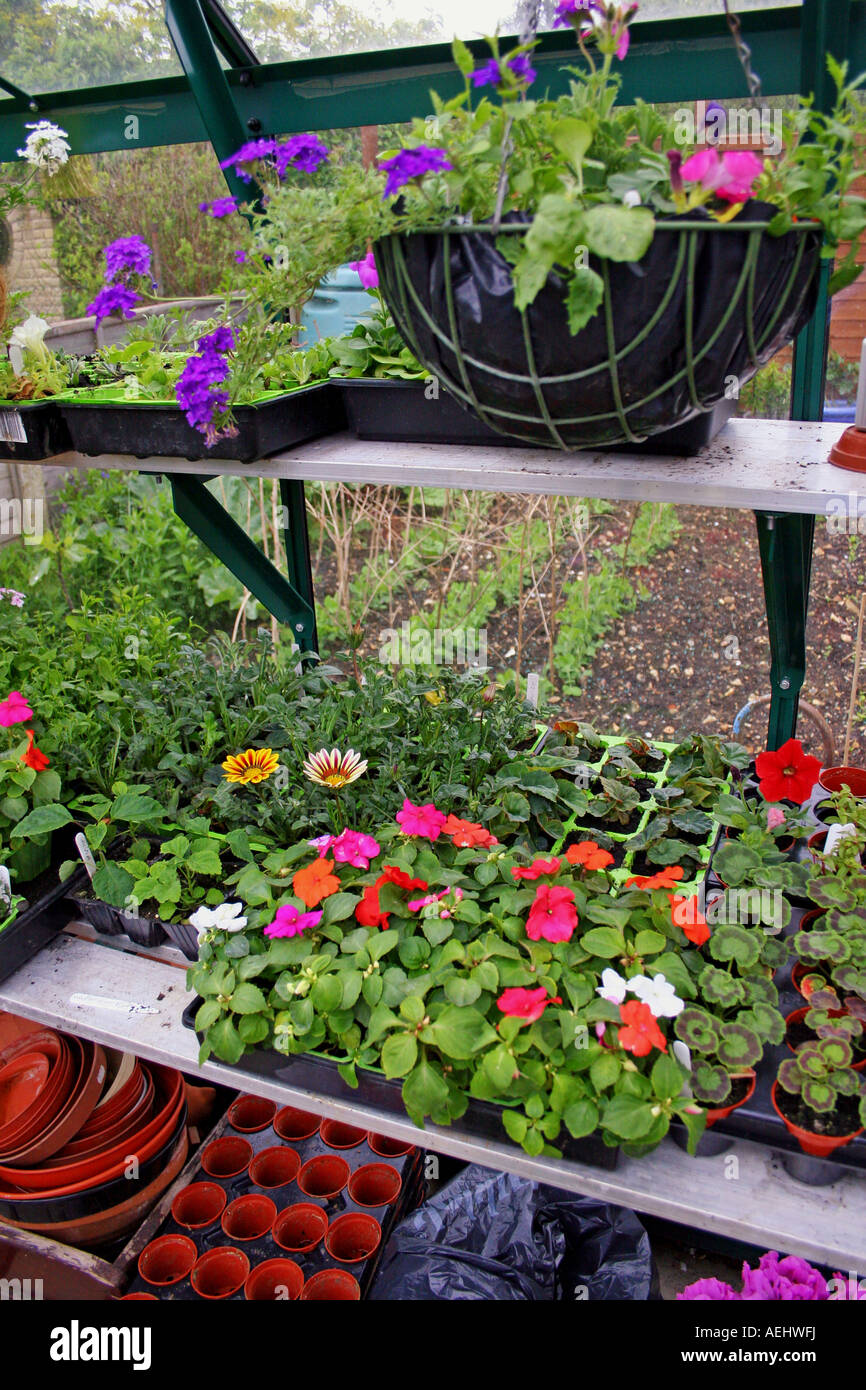 YOUNG BEDDING PLANTS IN A GREENHOUSE IN SPRING. Stock Photo