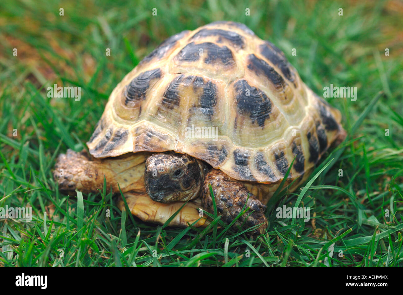 Horsefields Tortoise Stock Photo