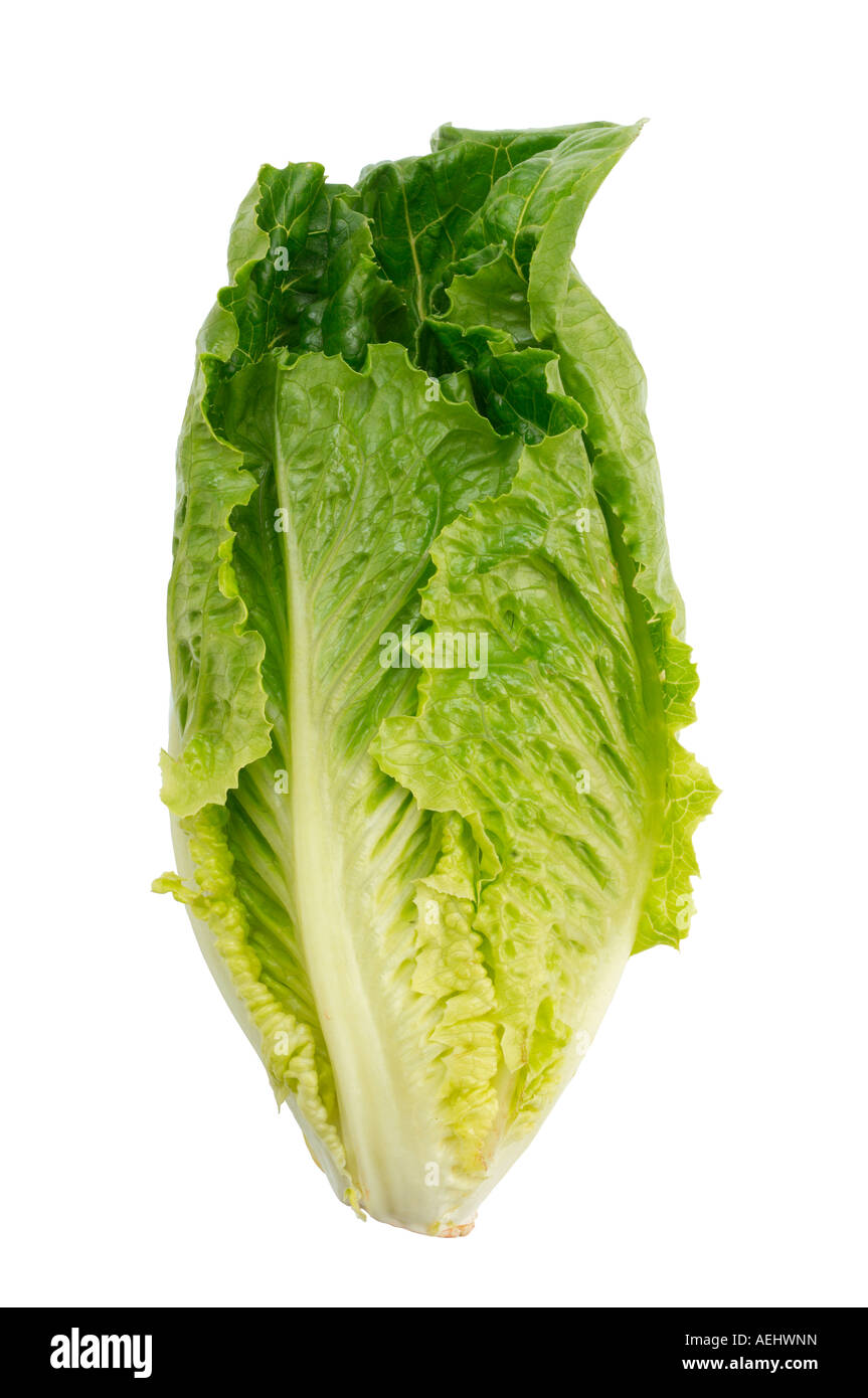 Romaine, or Cos, Lettuce Stock Photo