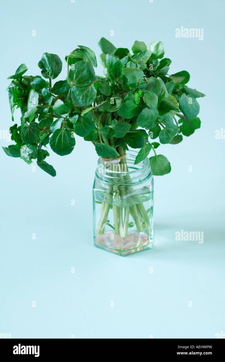 Bunch of watercress in jar Stock Photo