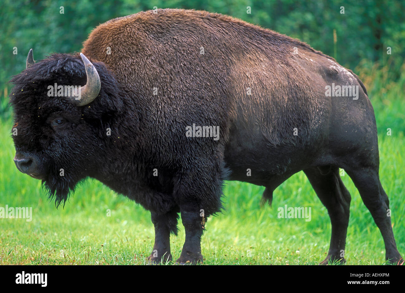 Bison in Elk Island National Park Alberta Canada Stock Photo