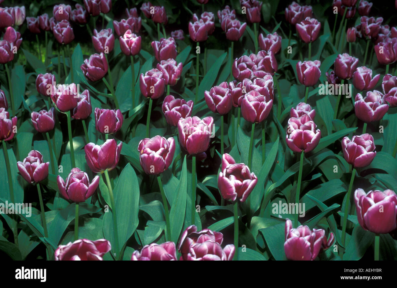 Tulips in Keukenhof Holland Stock Photo - Alamy