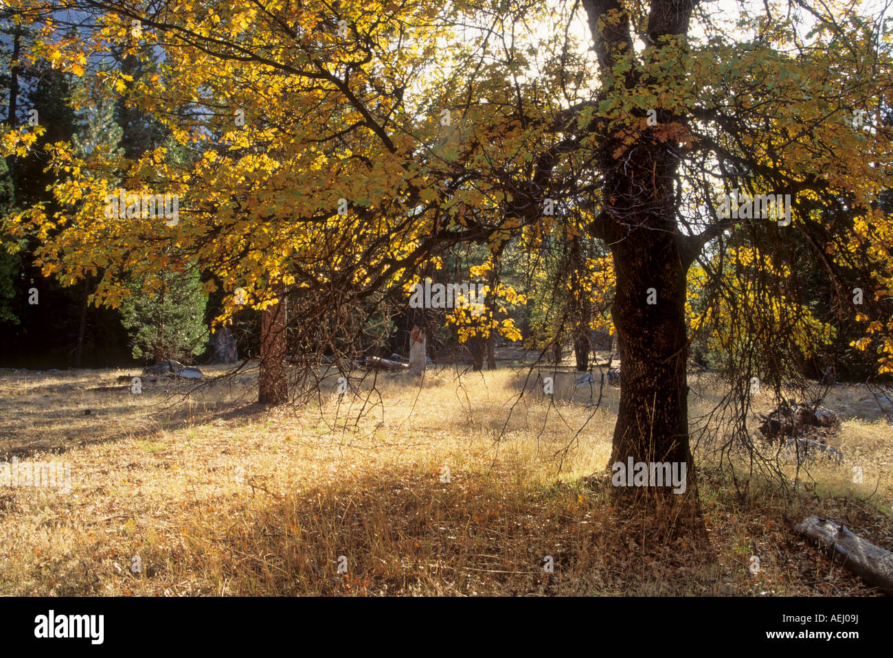Kings oak tree hires stock photography and images Alamy
