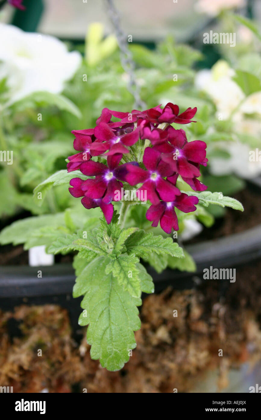 HORTICULTURE. SUMMER HANGING BASKET WITH SCARLET TRAILING VERBENA