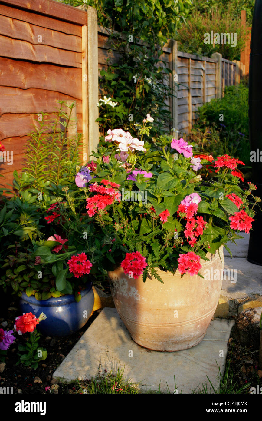 SUMMER CONTAINER WITH SCARLET TRAILING VERBENA. GLANDULARIA. Stock Photo