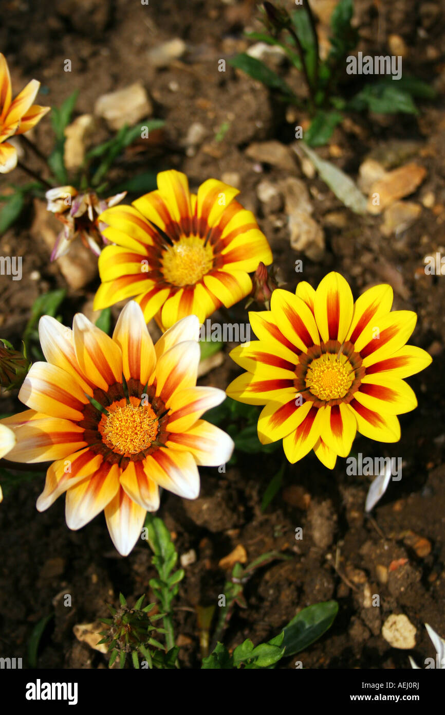 GAZANIA. TIGER STRIPES Stock Photo Alamy