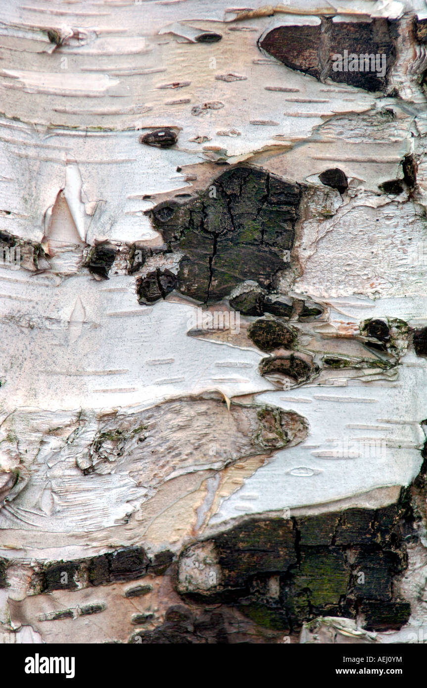 Silver Birch Tree Bark Stock Photo Alamy